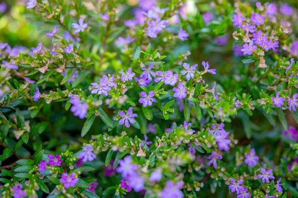 Cuphea Hyssopifolia Blüht Aus Nächster Nähe — Stockfoto