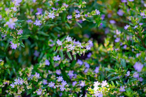 Cuphea Hyssopifolia Flowers Close — стоковое фото