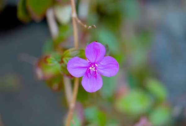 Piękny Kwiat Heterocentron Zbliżenie — Zdjęcie stockowe