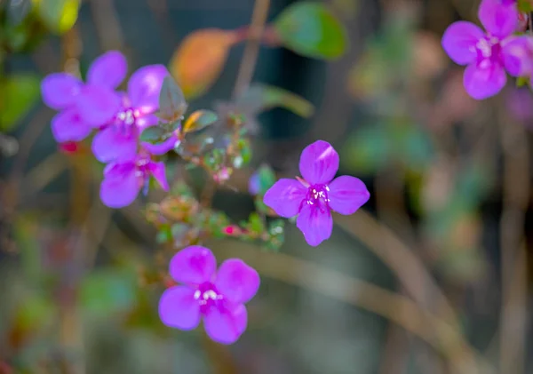 Όμορφο Λουλούδι Ετεροκεντρόνι Closeup — Φωτογραφία Αρχείου