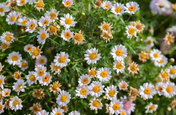 Flores Arbusto Crisântemo Branco Close — Fotografia de Stock