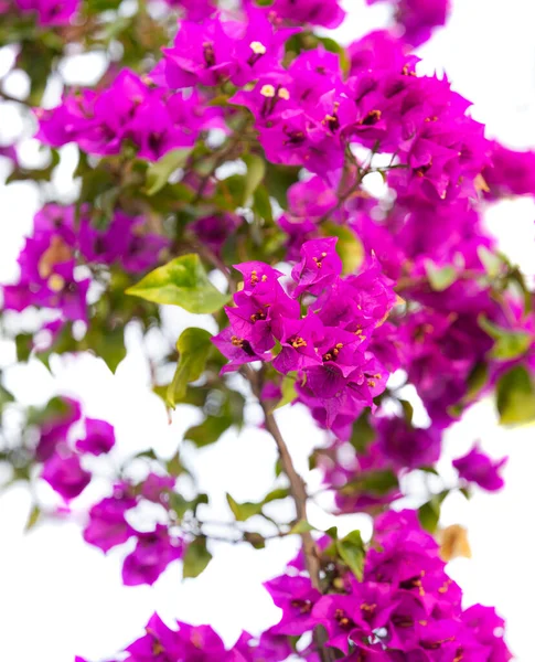 Virágok Bougainvillea Meztelen Fehér Háttér — Stock Fotó
