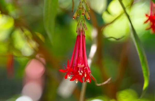 Fuchsia Bolivianische Blumen Nahaufnahme — Stockfoto