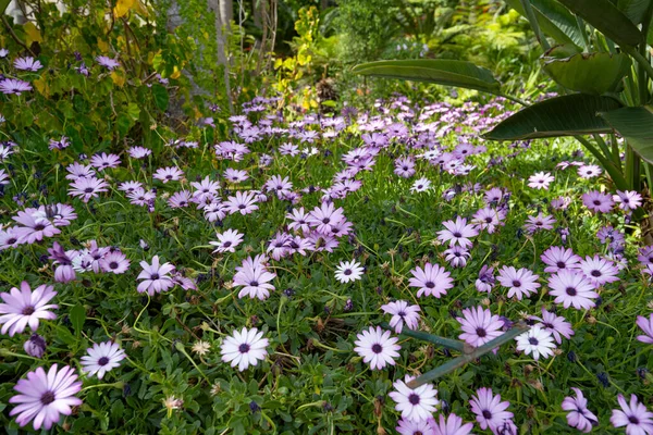 Flowers Lilac Osteospermum Eklon Close — Stock Photo, Image