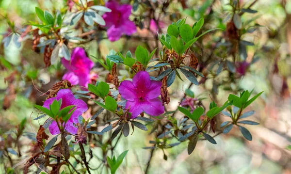 Rosafarbene Rhododendronblüten Aus Nächster Nähe — Stockfoto