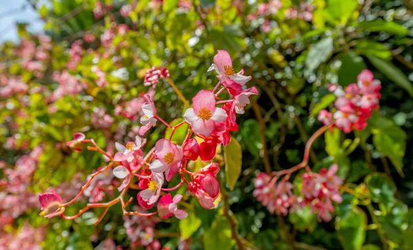 Begonia Flores Cerca —  Fotos de Stock