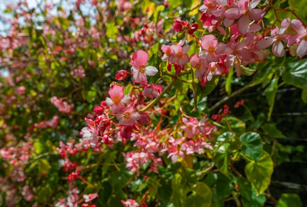 Begonia Flores Cerca —  Fotos de Stock