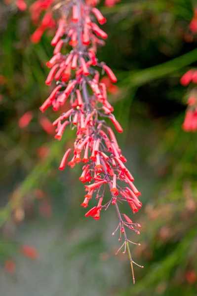 Kwiat Russelia Equisetiformis Zbliżenie — Zdjęcie stockowe