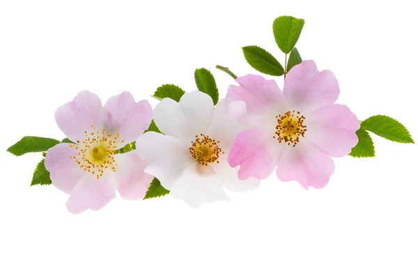 Růženec Květ Izolované Bílém Pozadí — Stock fotografie