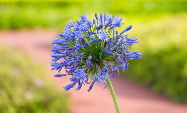 Flower African Lily Close — Stock Photo, Image