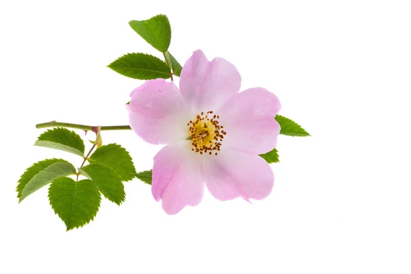 白い背景に孤立したバラの花 — ストック写真