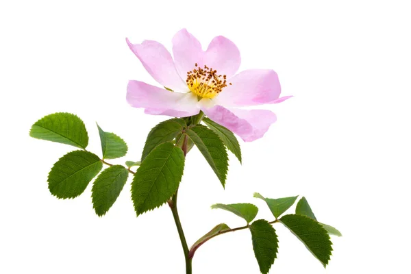 Kwiat Róży Izolowany Białym Tle — Zdjęcie stockowe