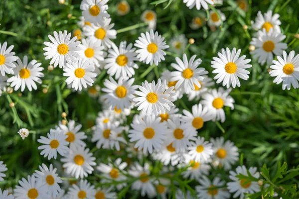 Chamomile Flowers Growing Flower Bed — Stock Photo, Image