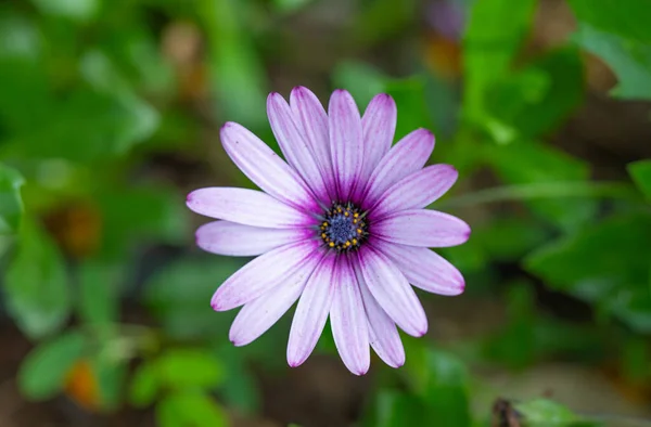 Kwiat Osteospermalny Rosnący Doniczce — Zdjęcie stockowe