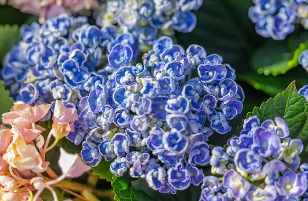 Background Hydrangea Flowers Close — Stock Photo, Image