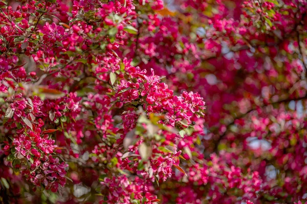 Blommande Äppelträd Med Röda Blommor Våren — Stockfoto