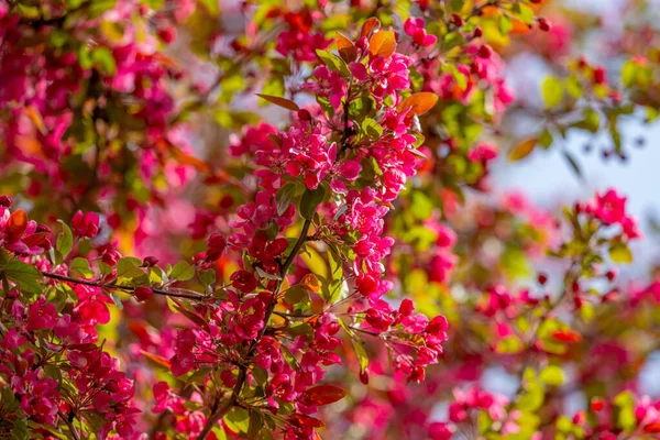 Árvore Maçã Florescente Com Flores Vermelhas Primavera — Fotografia de Stock