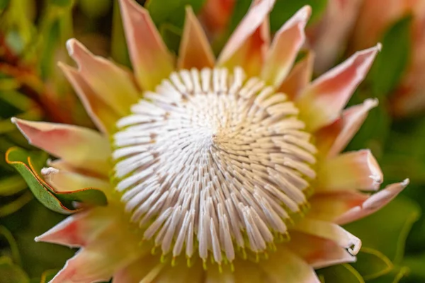 Gyönyörű Protea Virág Közelről — Stock Fotó