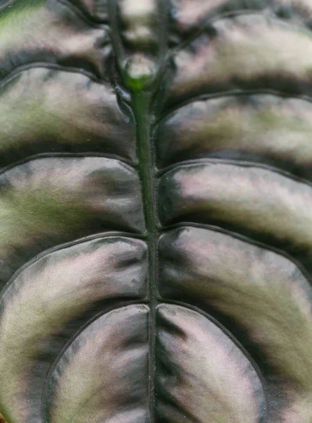 Beautiful Tropical Leaf Background Closeup — Stock Photo, Image
