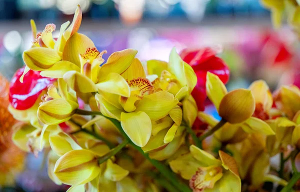 Orchid Flowers Close Display — Stock Photo, Image