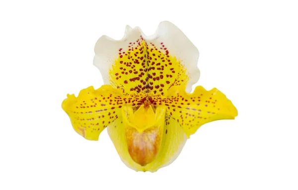 Орхидеи Цветы Изолированы Белом Фоне — стоковое фото