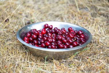 Kuru çimenlerde kirazlı kase