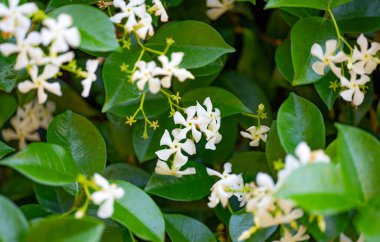 Çiçekli beyaz yasemin. Yakın plan.