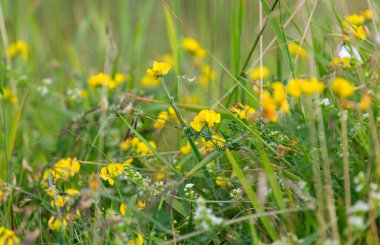 Yazın çayırdaki çiçekler