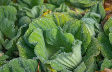 Pistia, su salatası yakın.