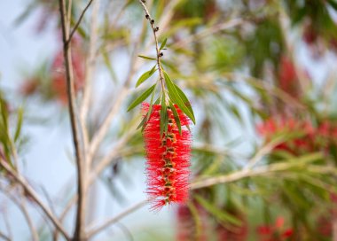 Callistemon çalılığı, yakın plan