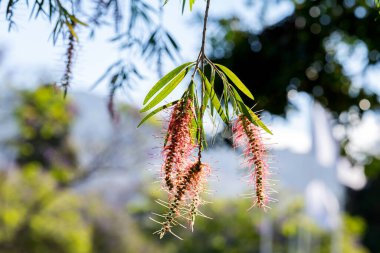 Callistemon çalılığı, yakın plan
