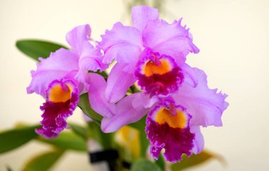 Dendrobium nobile çiçekleri kapatın