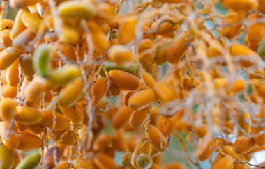 Hurma ağacının meyvelerinde.