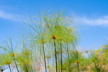 Cyperus papirüsü güneşli bir günde kapanıyor