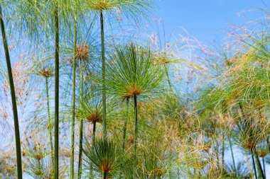 Cyperus papirüsü güneşli bir günde kapanıyor