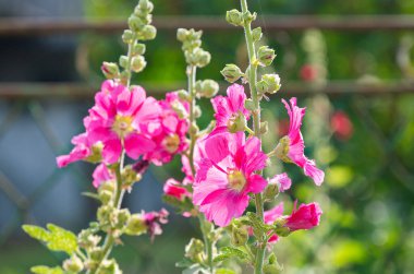 Yazın çayır çiçekleri.