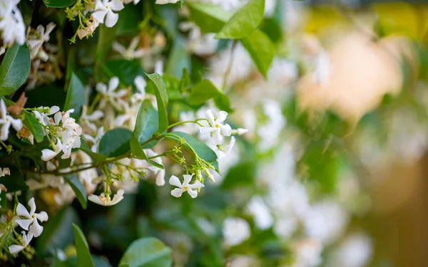 Blooming White Jasmine Close — Stock Photo, Image