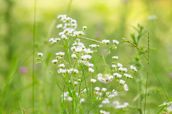 夏の草地で花を咲かせ — ストック写真