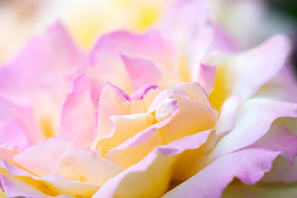 Beautiful Rose Pink Yellow Closeup — Stock Photo, Image