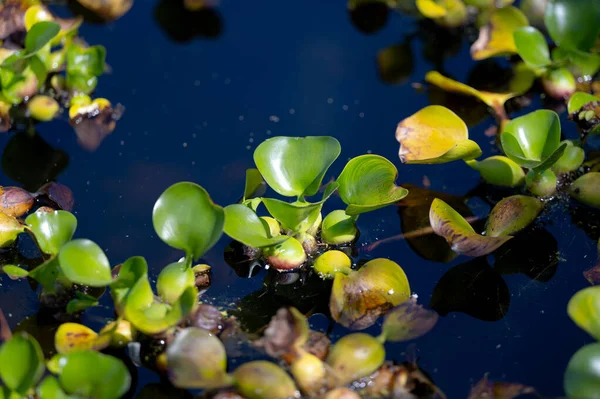 Eichornia Vodní Hyacint Close — Stock fotografie