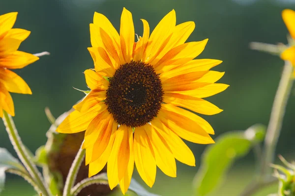 Słonecznik Kwiat Bliska Lecie — Zdjęcie stockowe