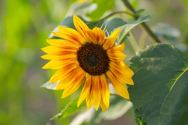 Sunflower Flower Close Summer — Stock Photo, Image
