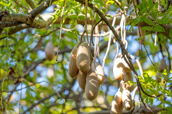 Kigelia Árvore Salsicha Africana Close — Fotografia de Stock