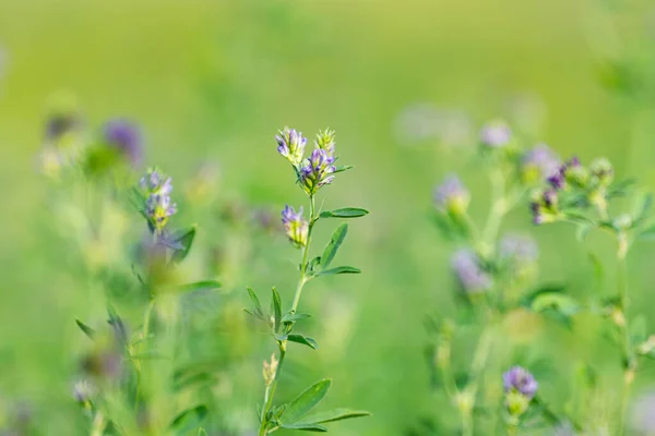 Flores Alfalfa Cerca Verano —  Fotos de Stock