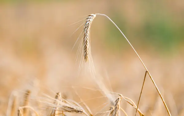 Field Ears Wheat Summer — Stock Photo, Image