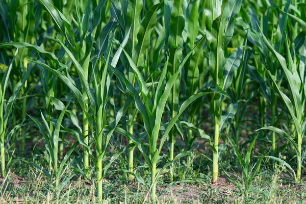 Field Green Corn Summer — Stock Photo, Image
