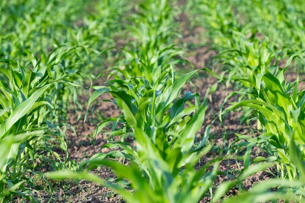 Field Green Corn Summer — Stock Photo, Image