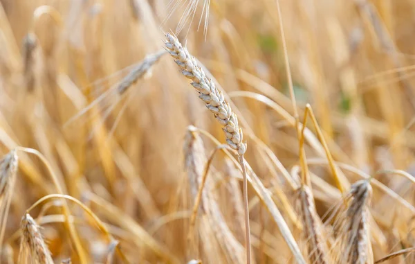 Поле Вухами Пшениці Влітку — стокове фото