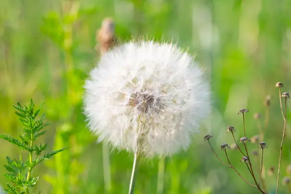 Big Dandelion Summer Meadow — Stock Photo, Image