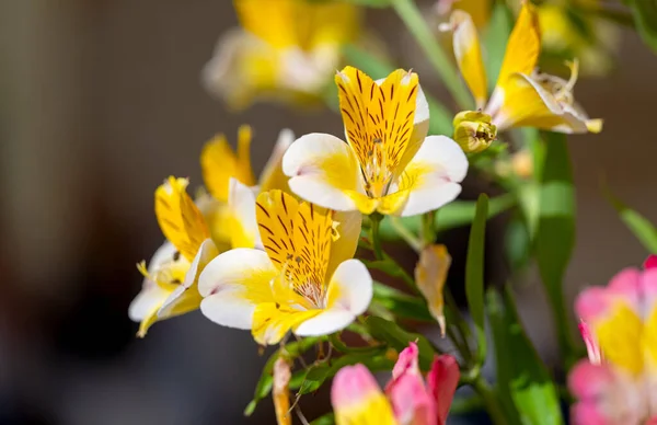 Astromerya Çiçekleri Kapanıyor — Stok fotoğraf